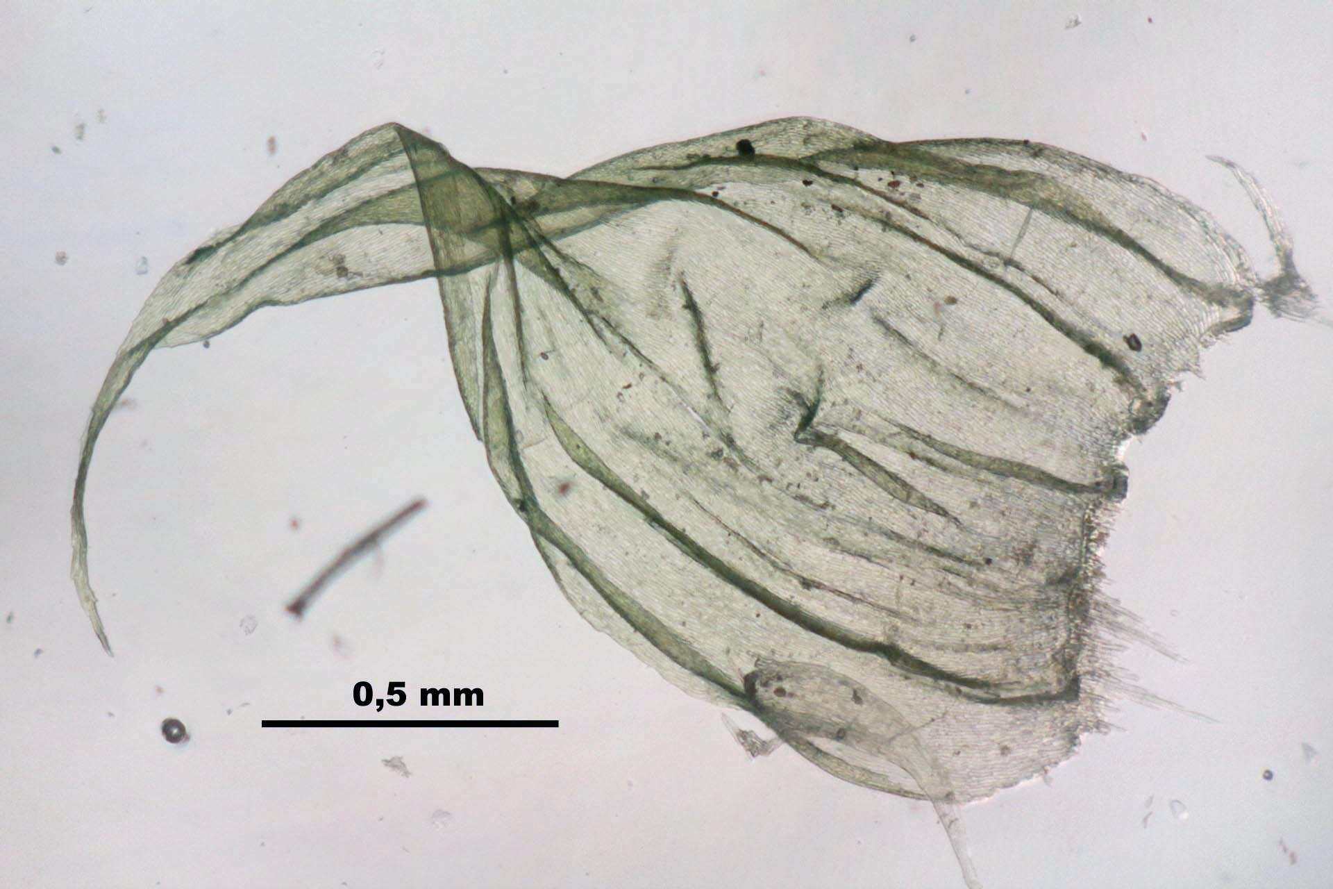 Image of ptilium moss