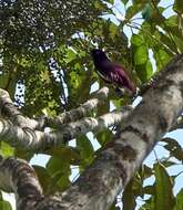 Image of Purple Cotingas