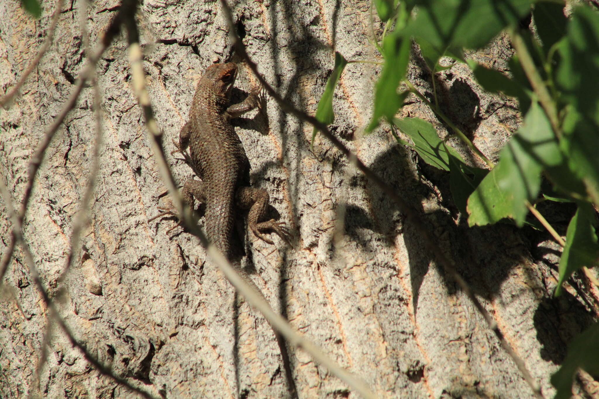 Image of Bell's spiny lizard