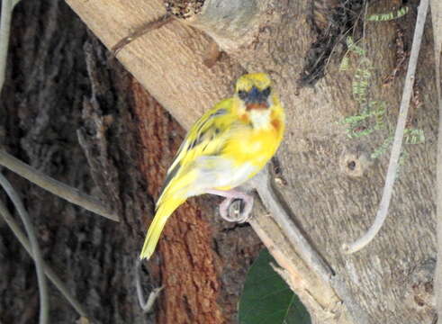 Image of Southern Brown-throated Weaver