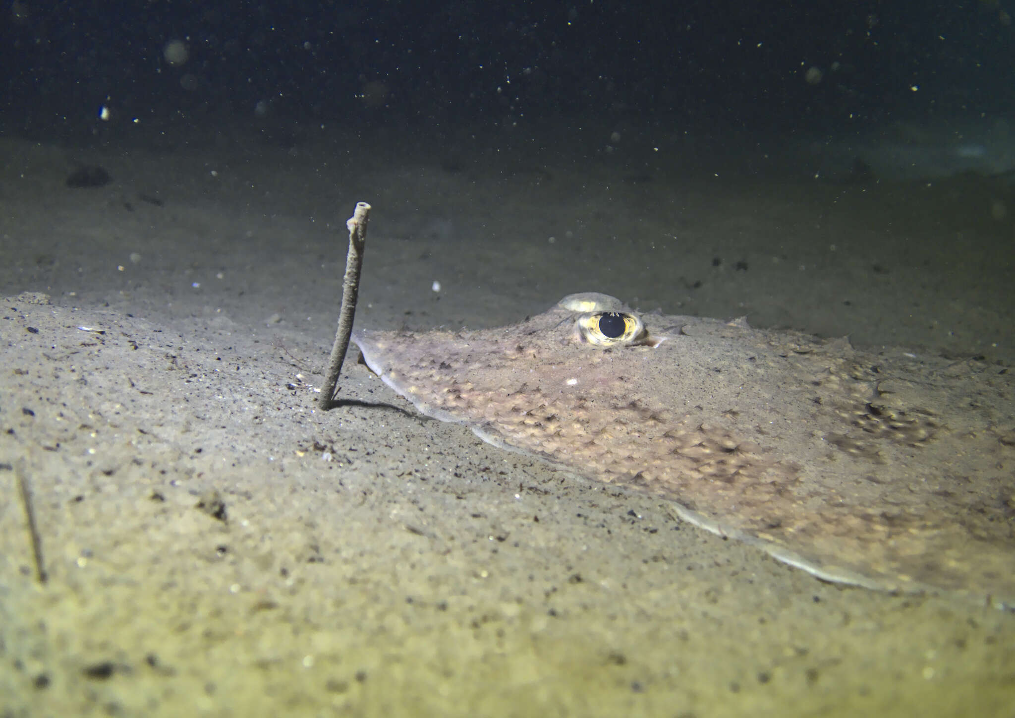 Image of Starry Ray