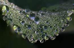 Image of Lady's Mantle