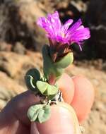 Image of Braunsia geminata (Haw.) L. Bol.