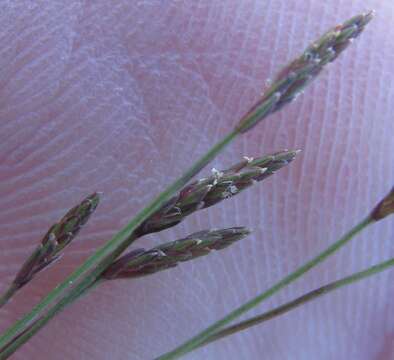 Image of Isolepis pusilla Kunth