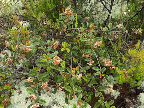 Image of Pomaderris prunifolia var. edgerleyi (Hook. fil.) L. B. Moore