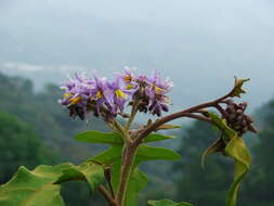 Solanum diversifolium Schltdl.的圖片