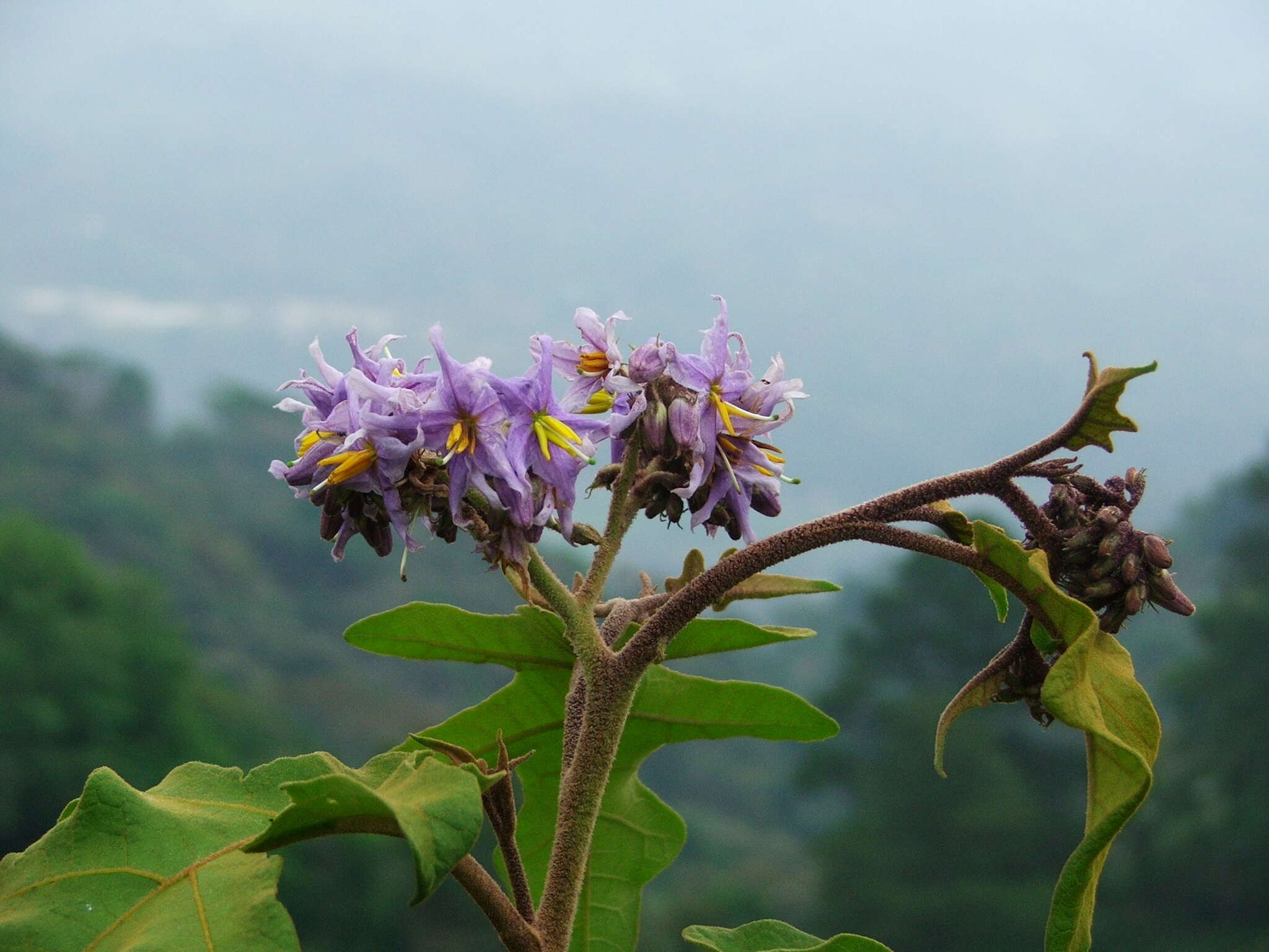 Image of Solanum diversifolium Schltdl.