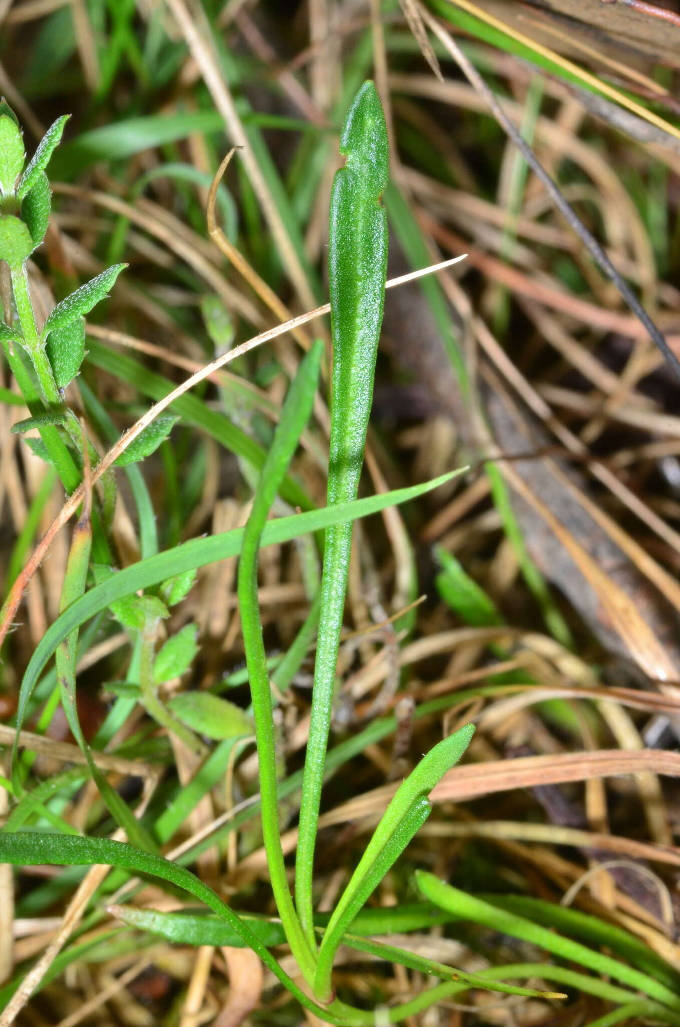 Image of Brachyscome paludicola P. S. Short