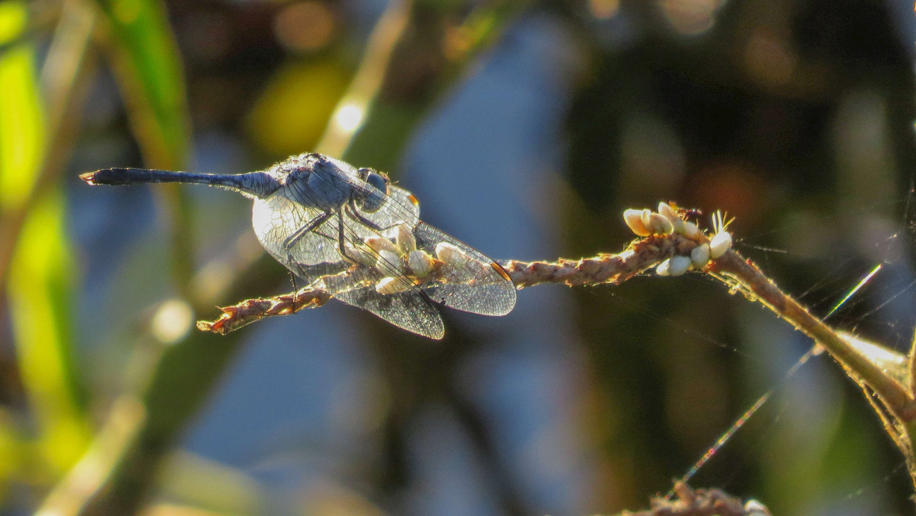 Image of Diplacodes trivialis (Rambur 1842)