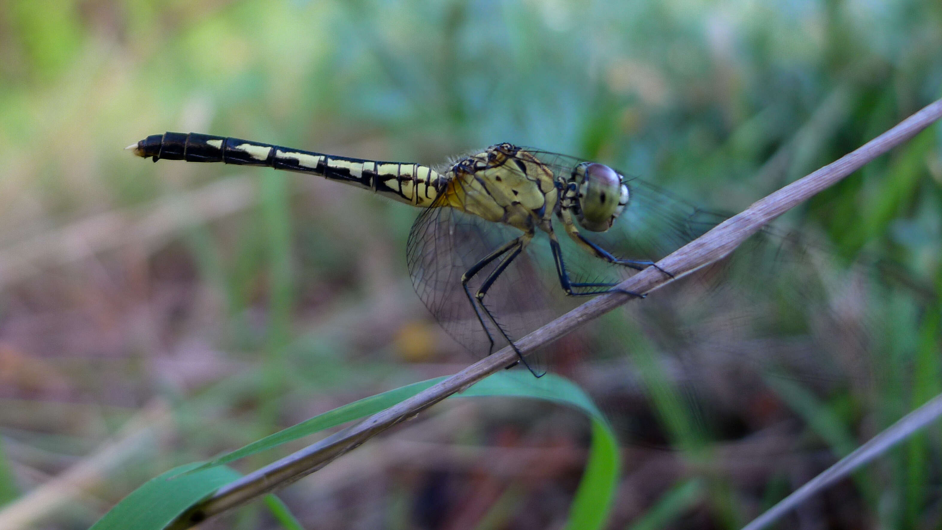 Image of Diplacodes trivialis (Rambur 1842)