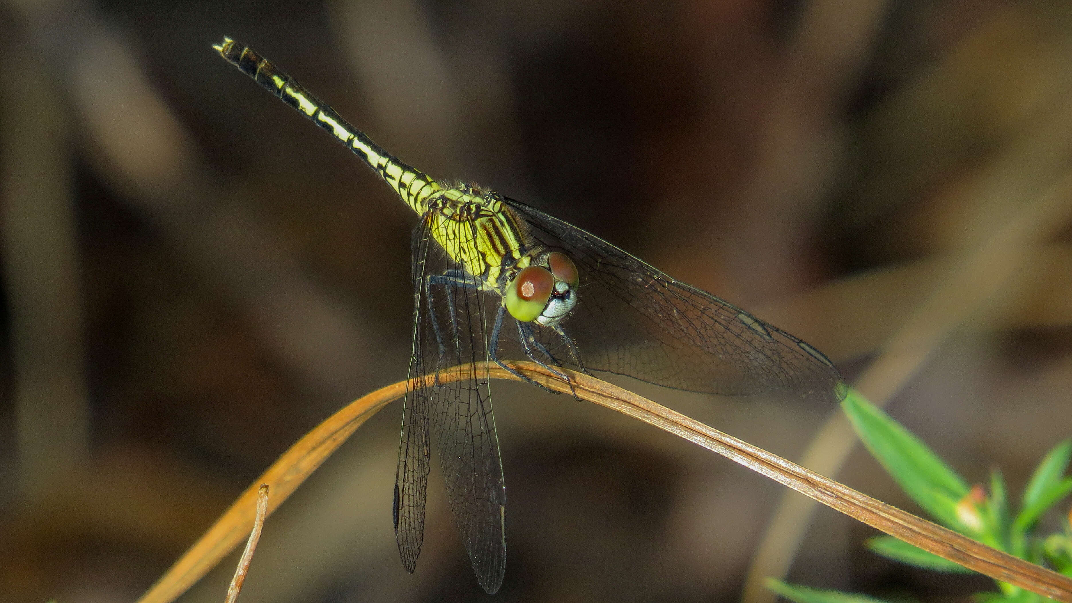 Image of Diplacodes trivialis (Rambur 1842)