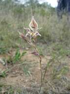 Imagem de Gladiolus permeabilis subsp. edulis (Burch. ex Ker Gawl.) Oberm.