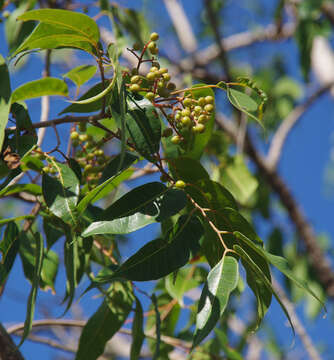 Image of Euroschinus falcatus var. angustifolia Benth.