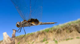 Image of Common Glider