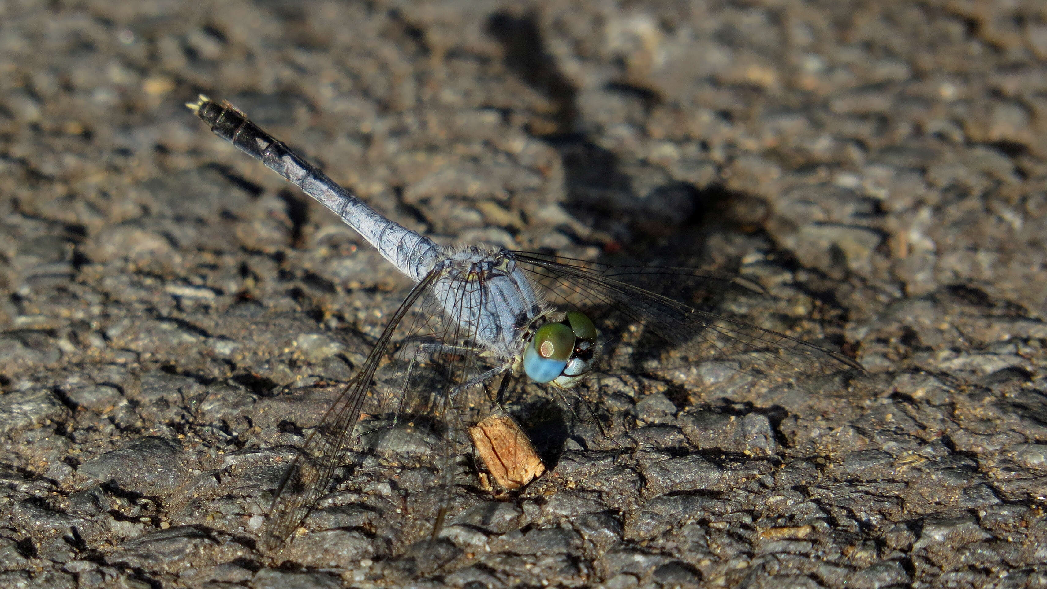 Image of Diplacodes trivialis (Rambur 1842)