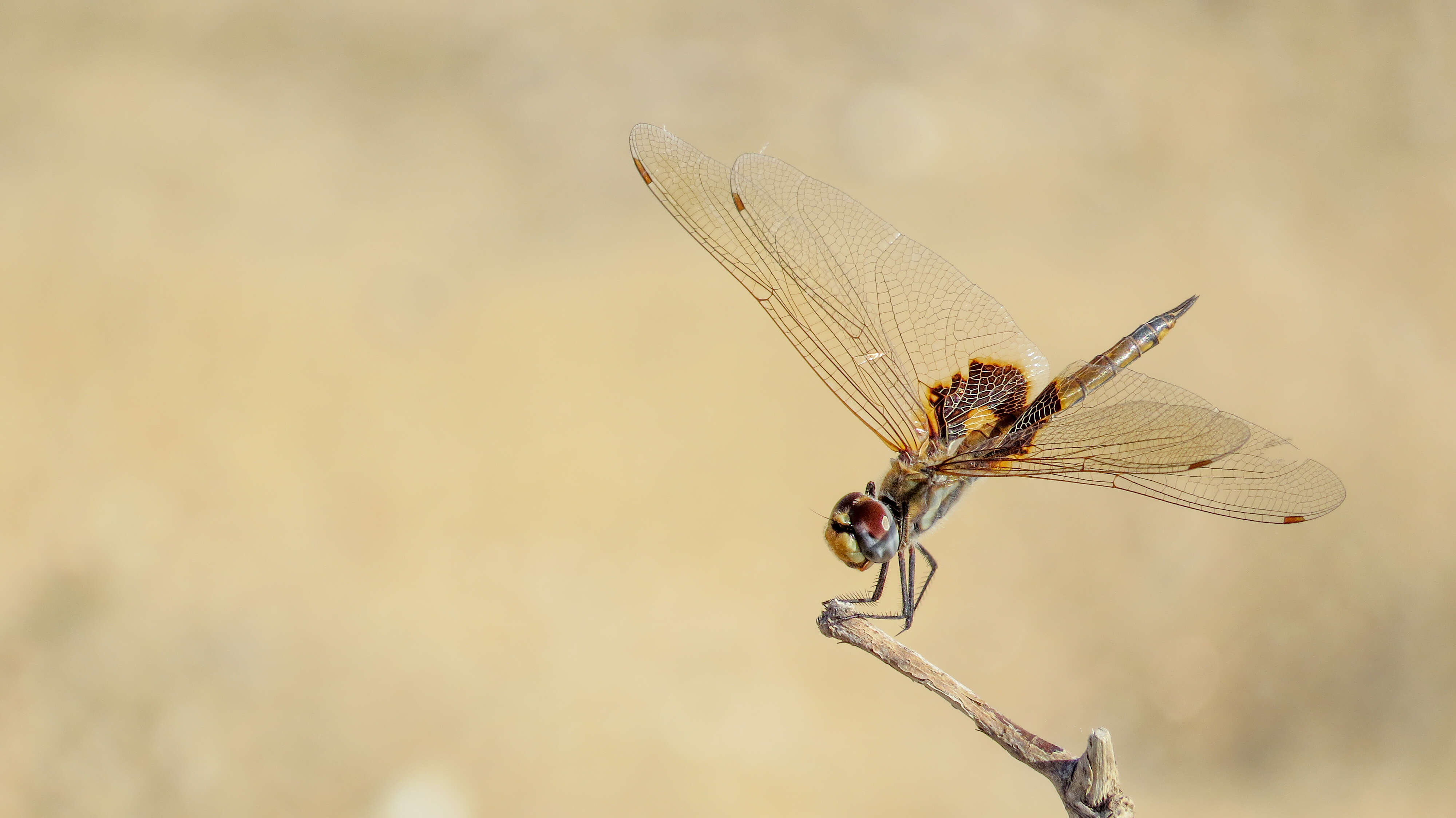 Image of Common Glider