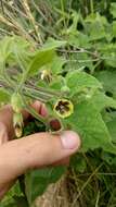 Image of clammy groundcherry