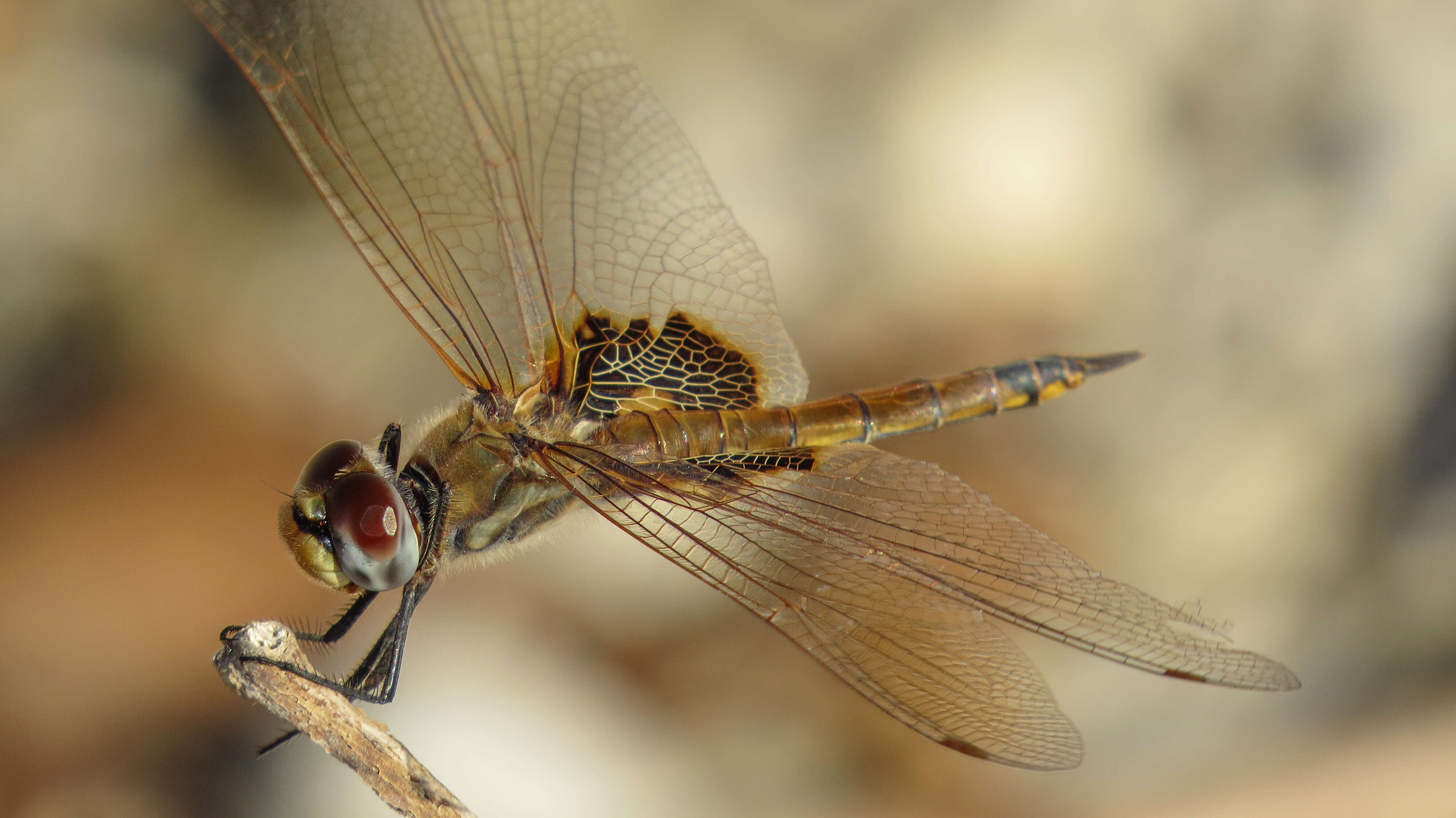 Image of Common Glider