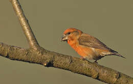 Image of Parrot Crossbill