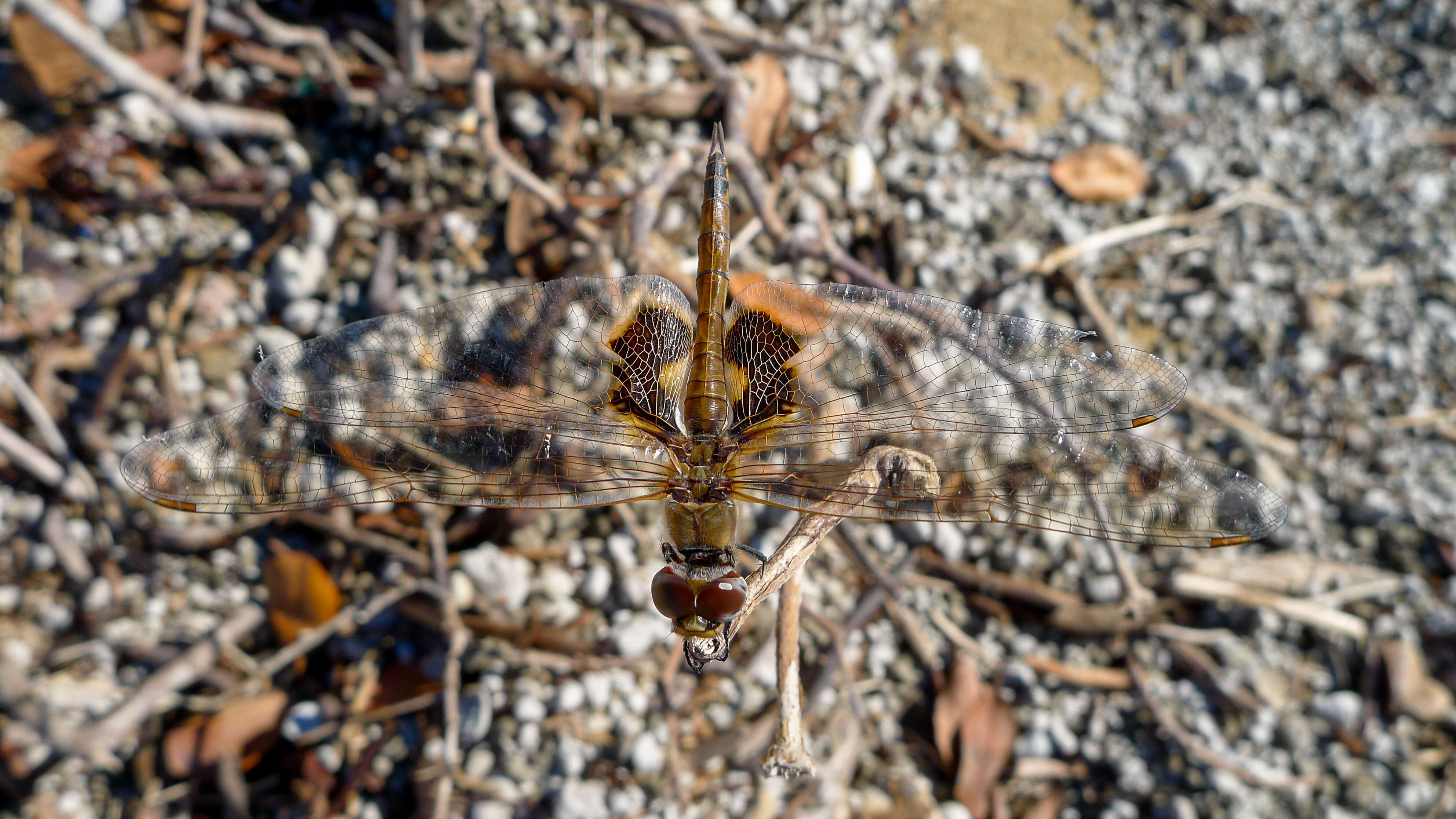 Image of Common Glider