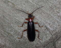 Слика од Dendroides canadensis Leconte