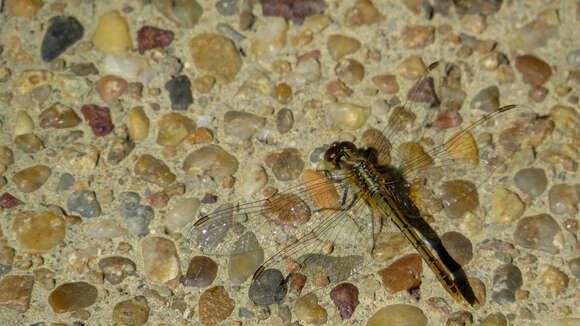 Image of Red Percher Dragonfly