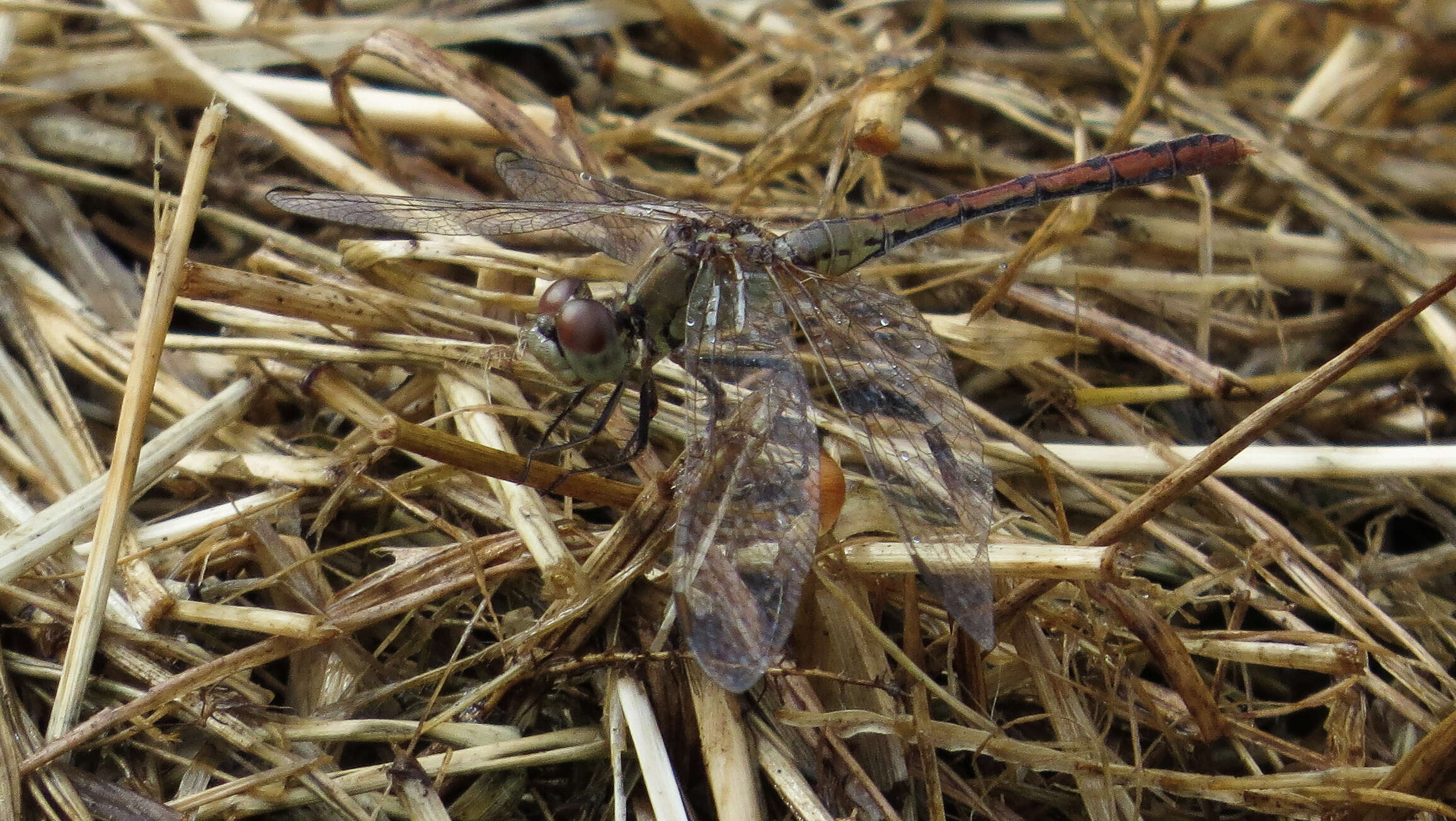 Imagem de Diplacodes bipunctata (Brauer 1865)