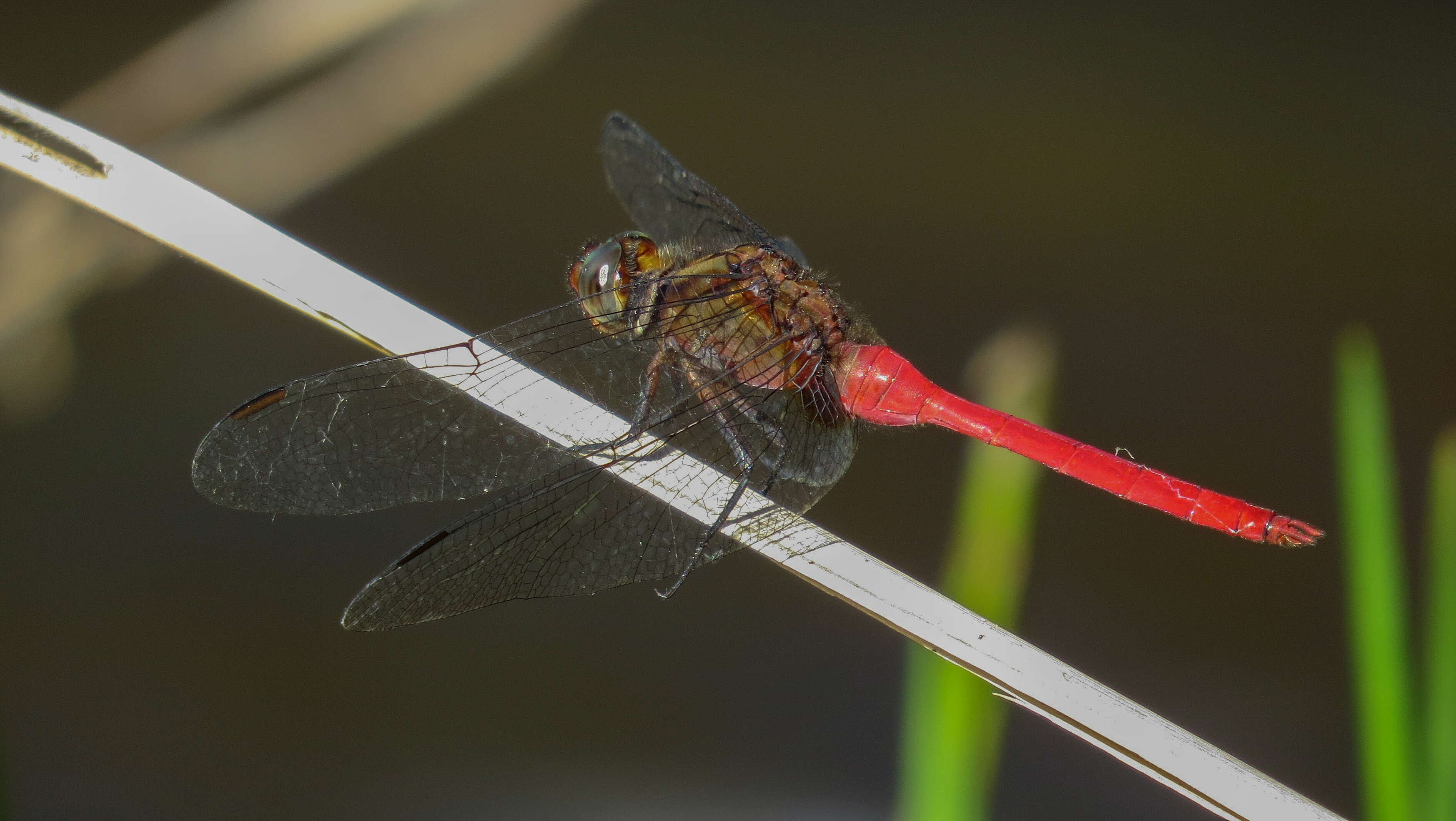 Image of Orthetrum villosovittatum (Brauer 1868)