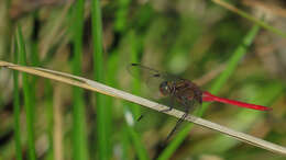 Image of Orthetrum villosovittatum (Brauer 1868)