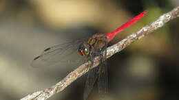 Слика од Orthetrum villosovittatum (Brauer 1868)