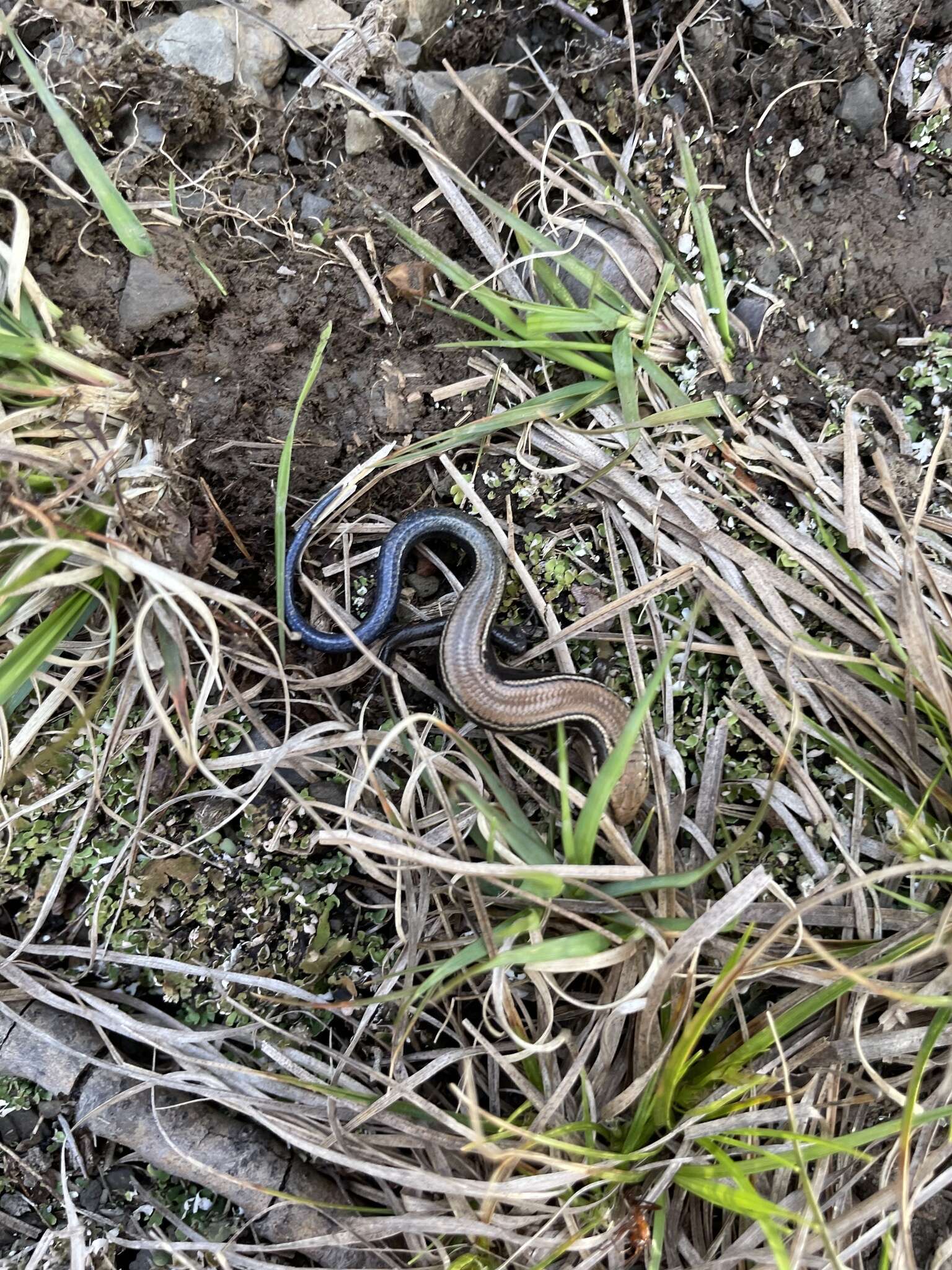 Image of Coal Skink