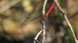 Слика од Orthetrum villosovittatum (Brauer 1868)