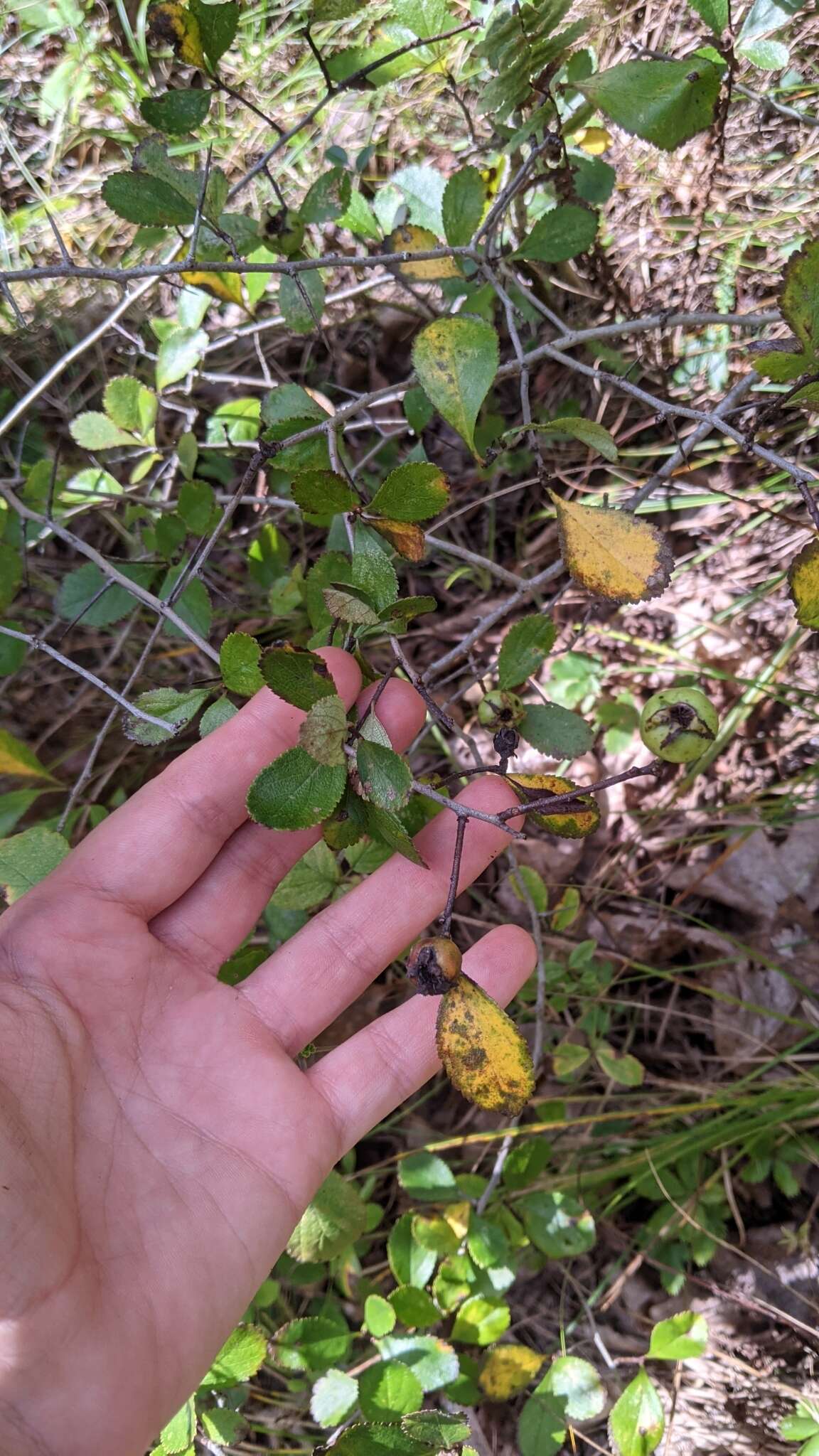 Image of dwarf hawthorn