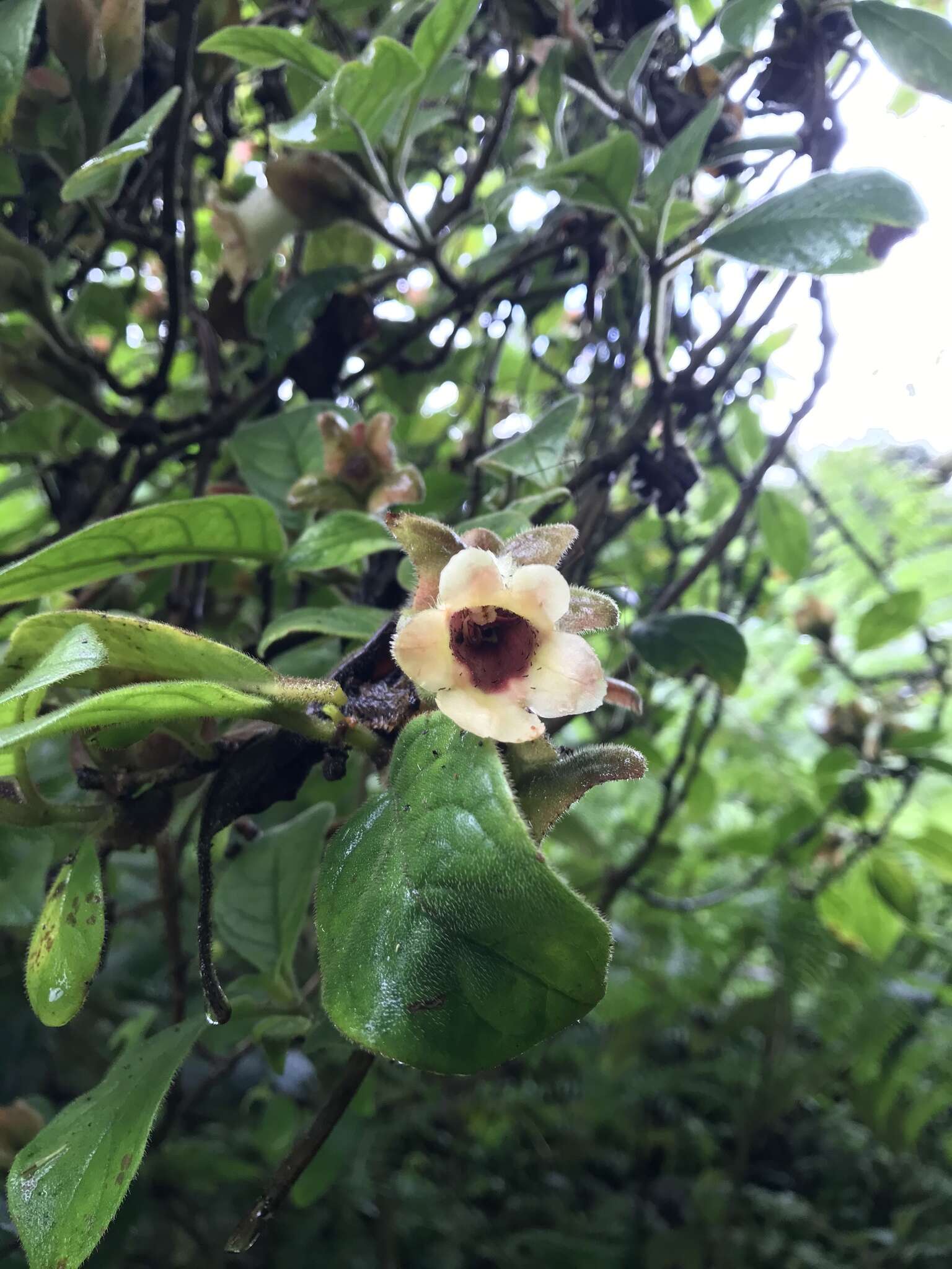 Image of Drymonia alloplectoides Hanst.