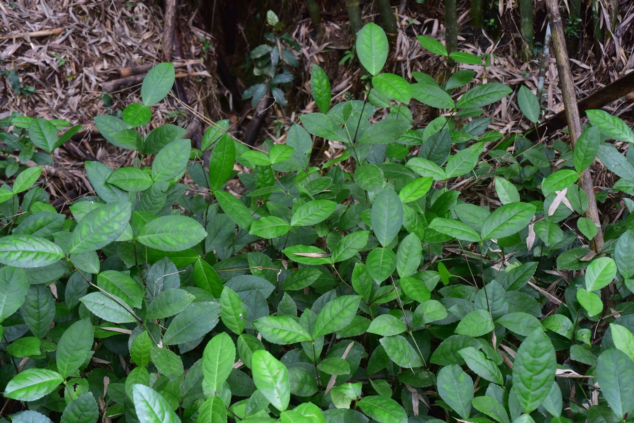 Chloranthus resmi