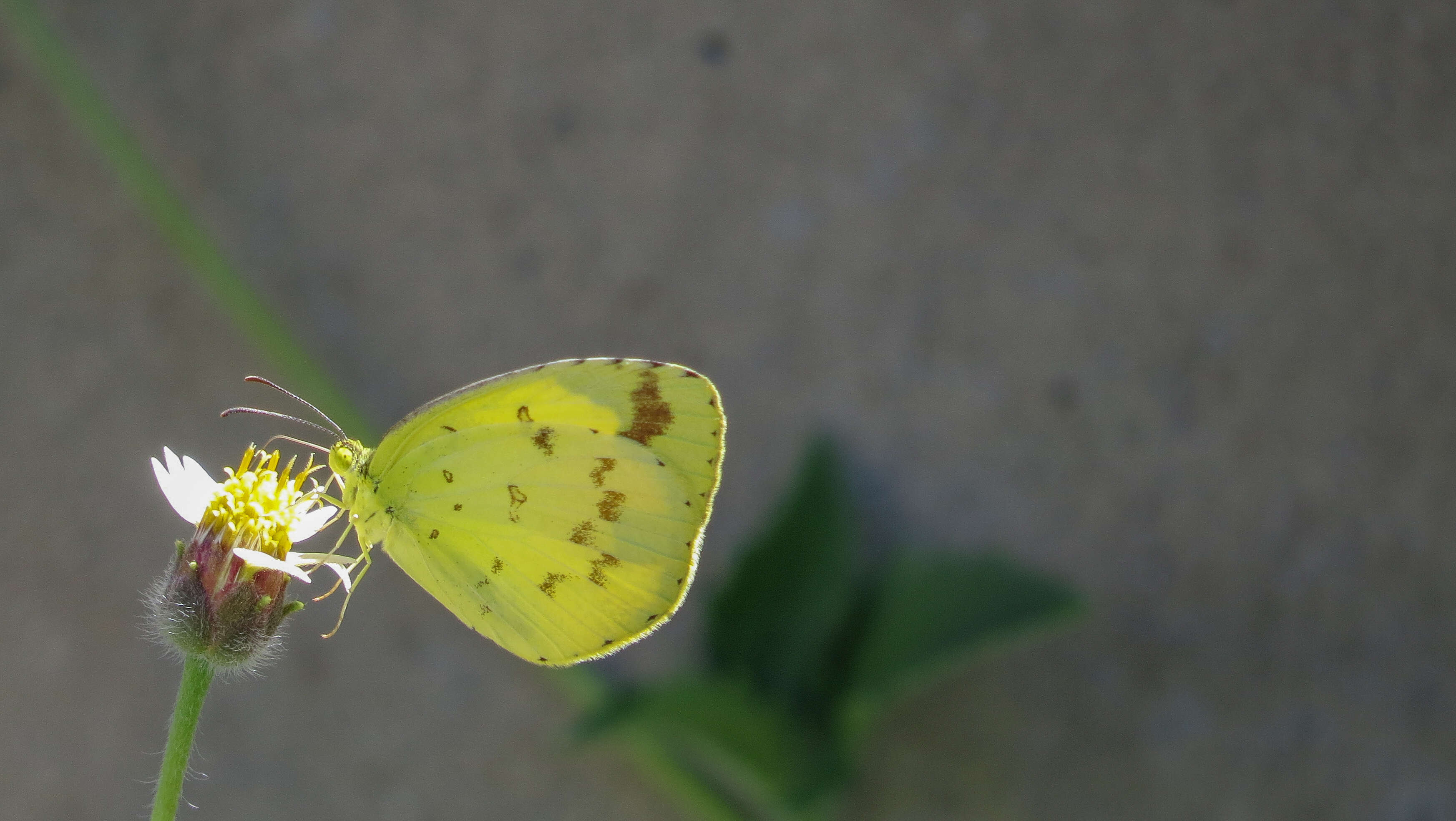 Слика од Eurema alitha (Felder & Felder 1862)