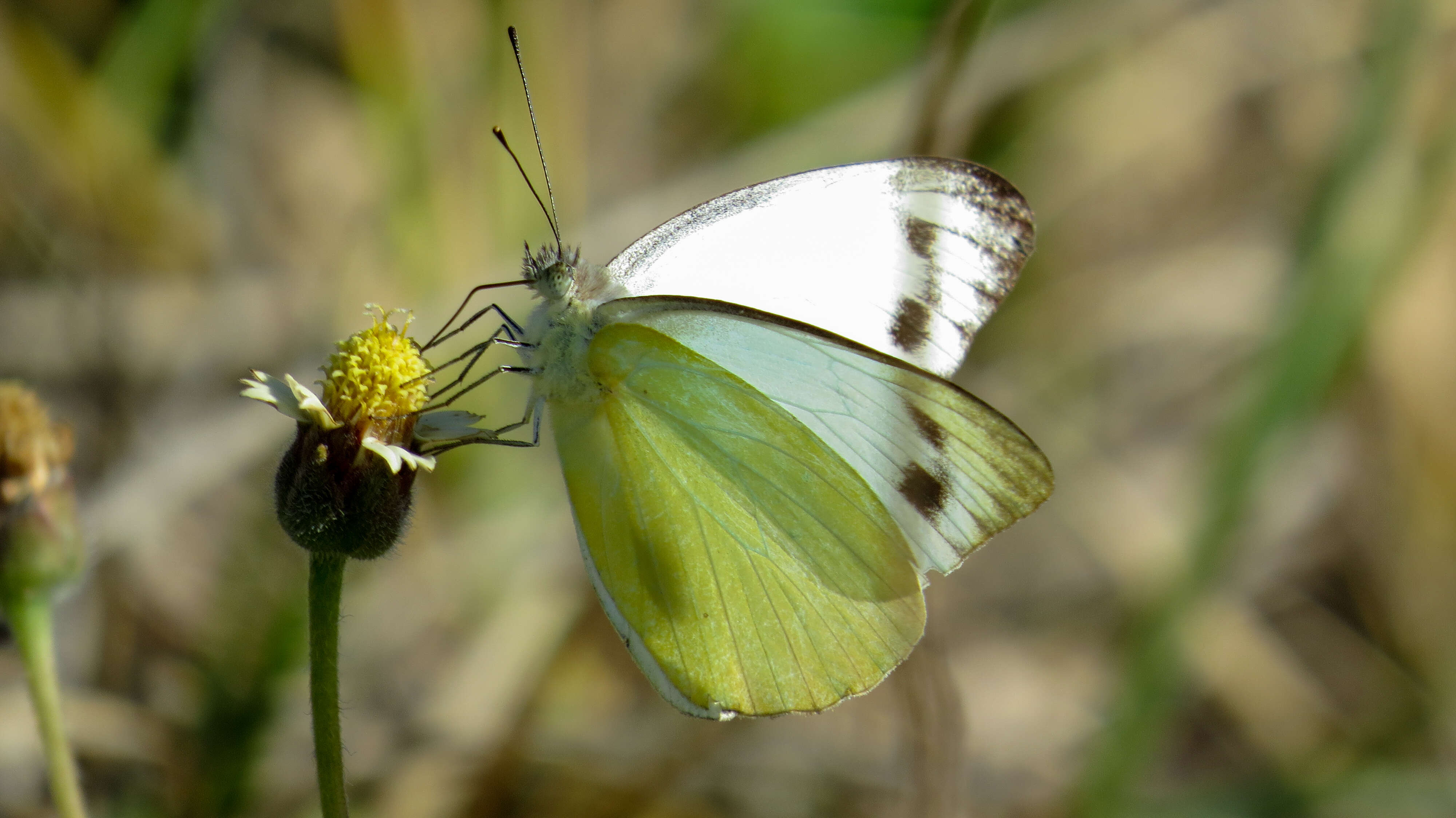 Image of Appias paulina (Cramer (1777))