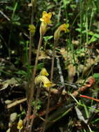 Image of Galium broomrape