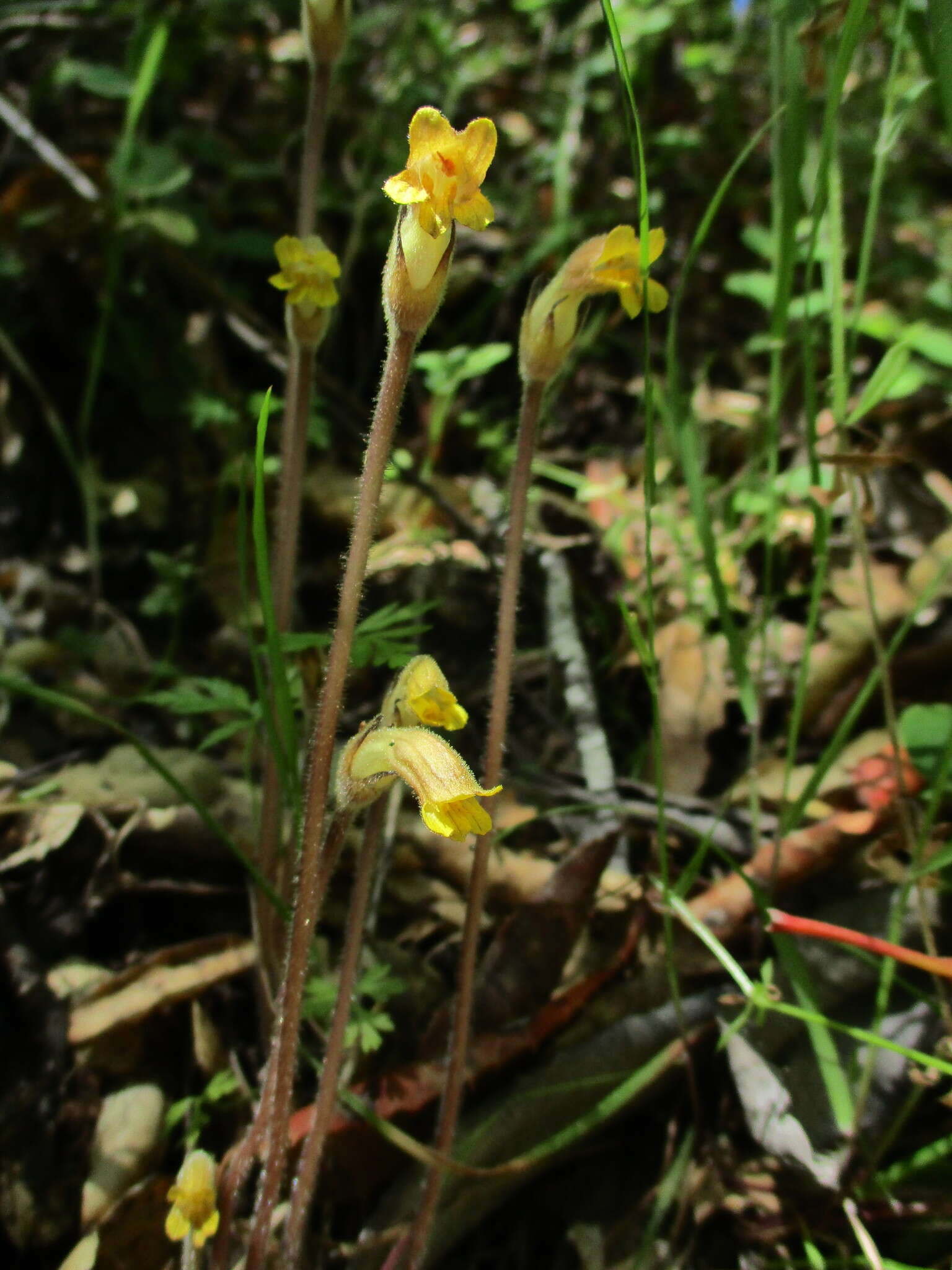 Image of Galium broomrape