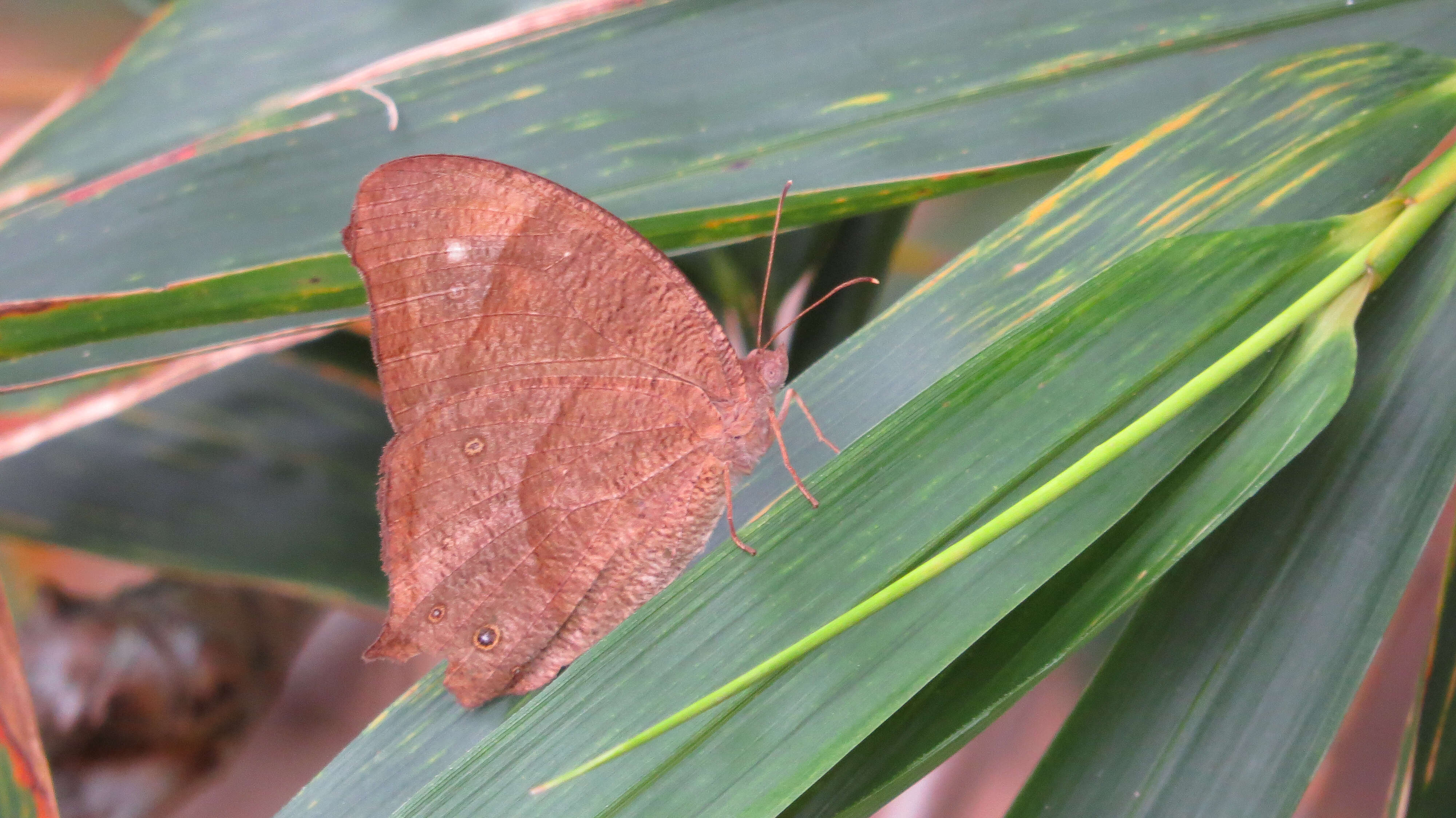 Image de Malacosoma americanum