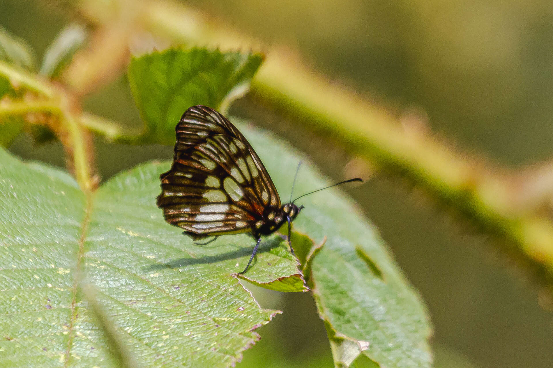 Image of Eteona tisiphone Boisduval 1836