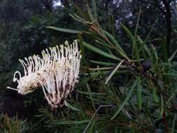 Image de Grevillea exul Lindl.