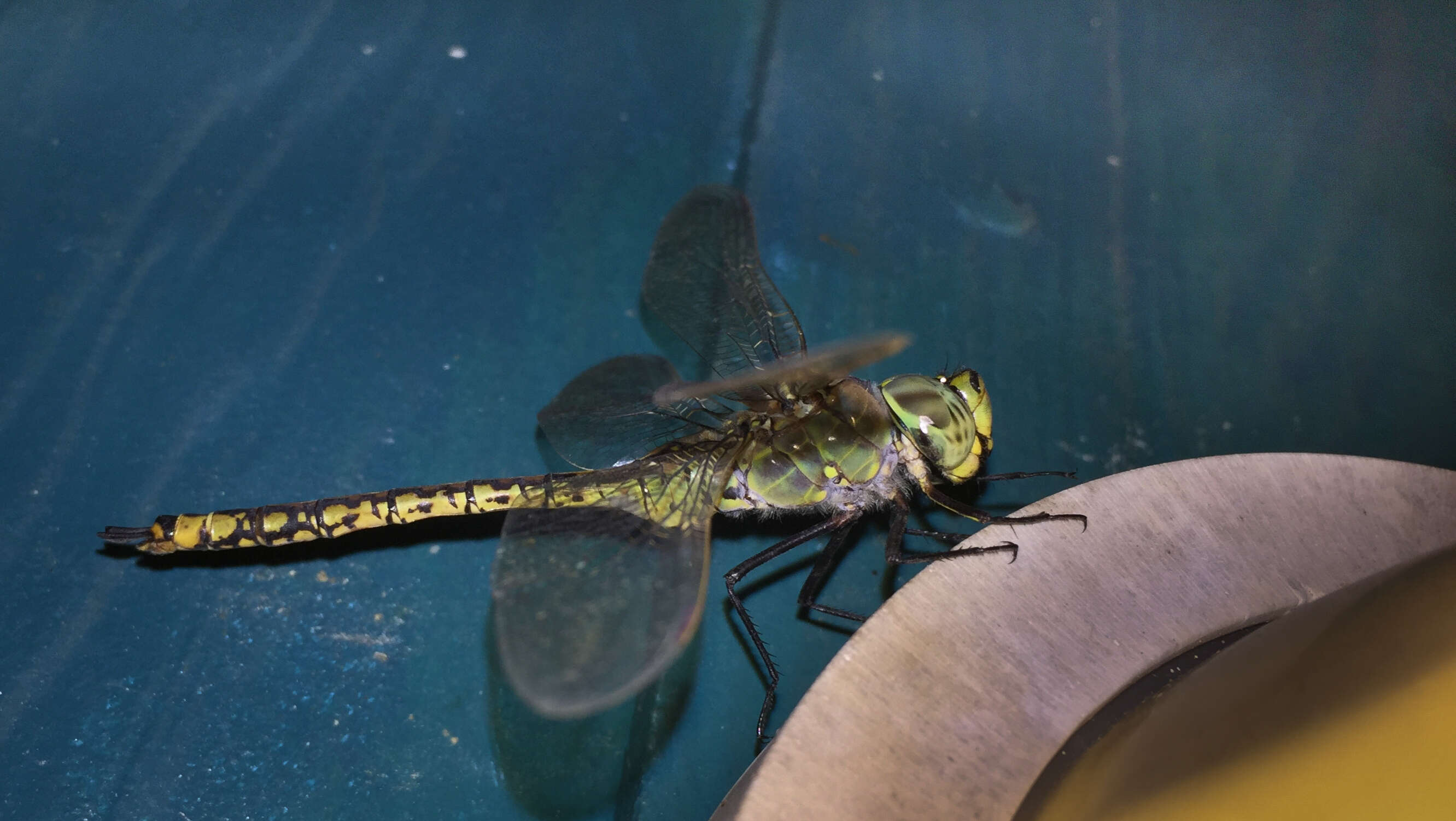 Image of Hemianax papuensis