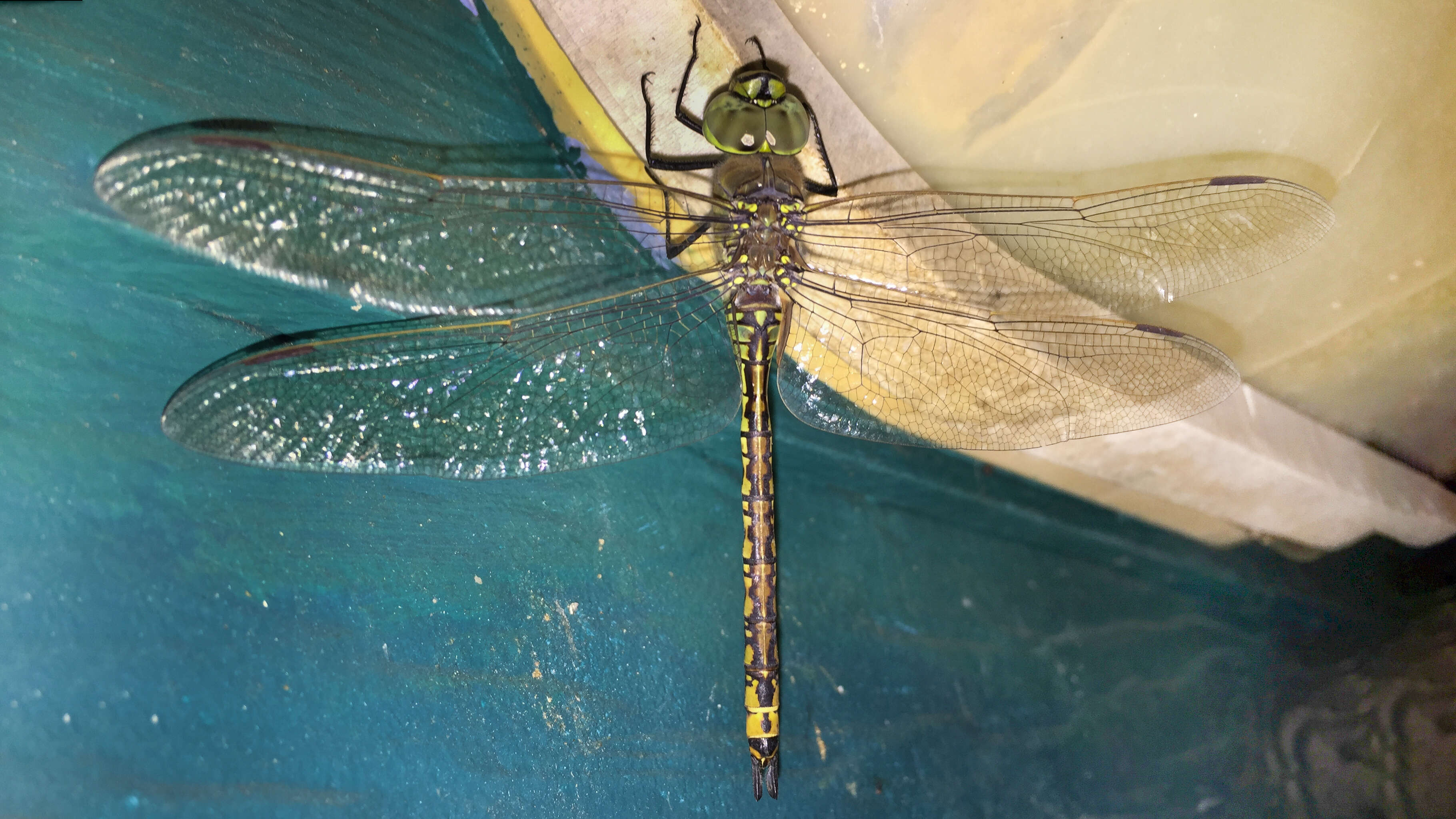 Image of Hemianax papuensis