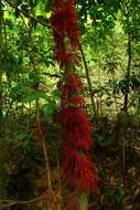 Image de Baccaurea courtallensis (Wight) Müll. Arg.