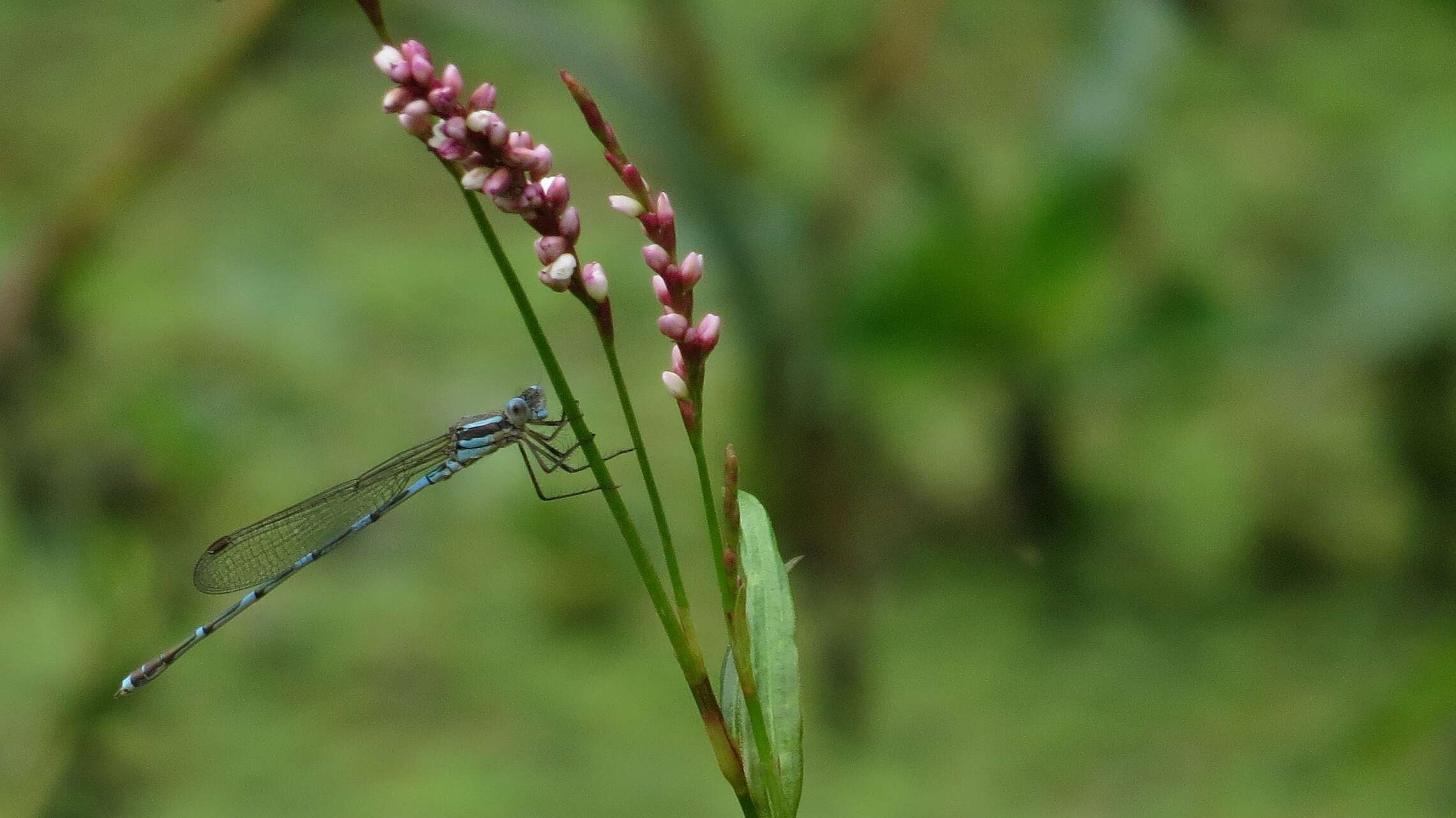 Image de Austrolestes leda (Selys 1862)