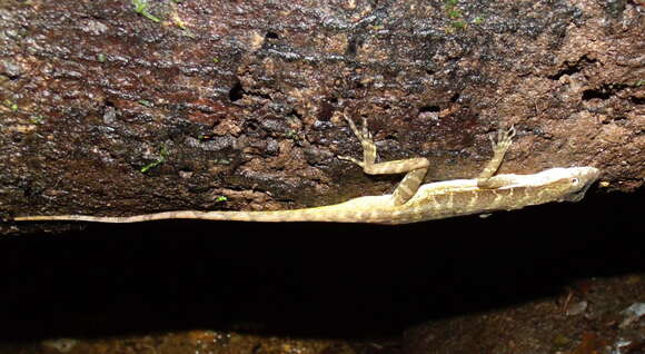 Image of Lion Anole