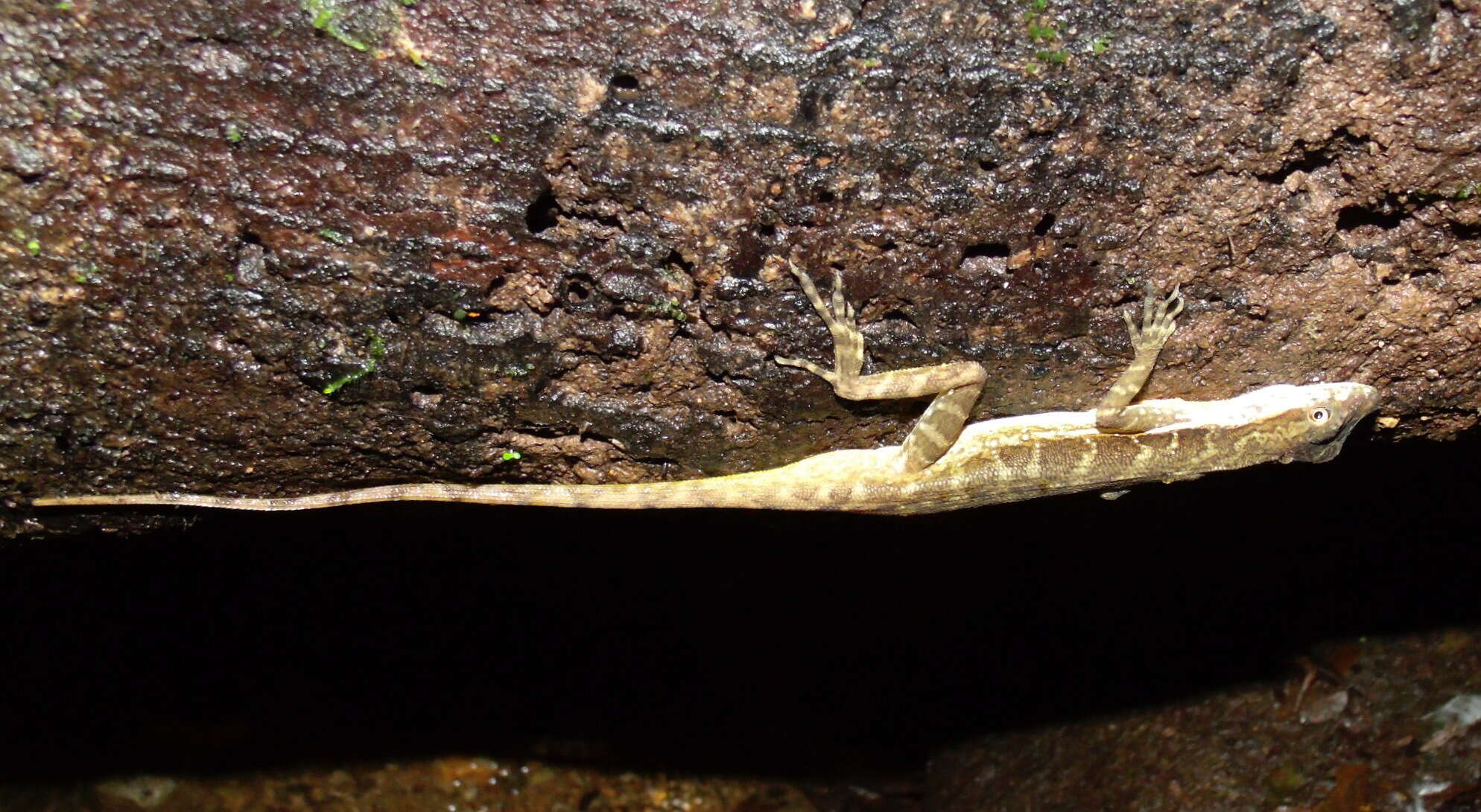 Image of Lion Anole