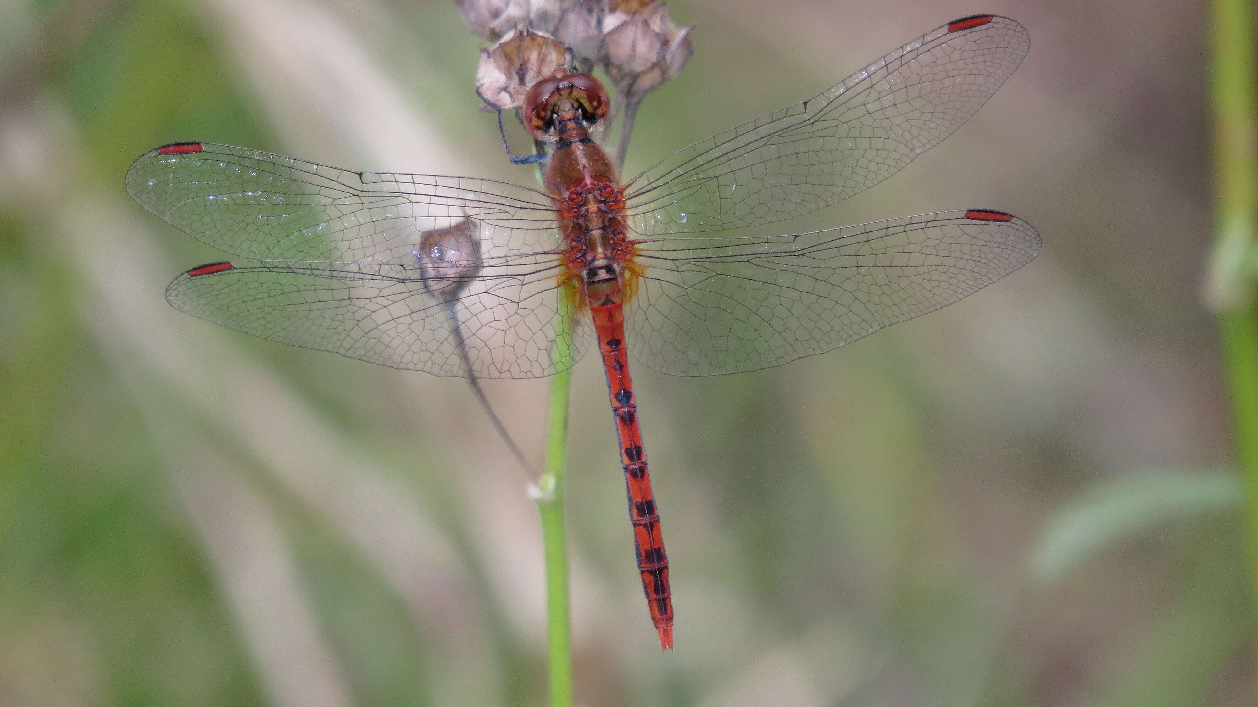 Imagem de Diplacodes bipunctata (Brauer 1865)