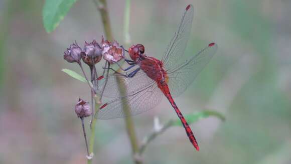 Image of Red Percher Dragonfly